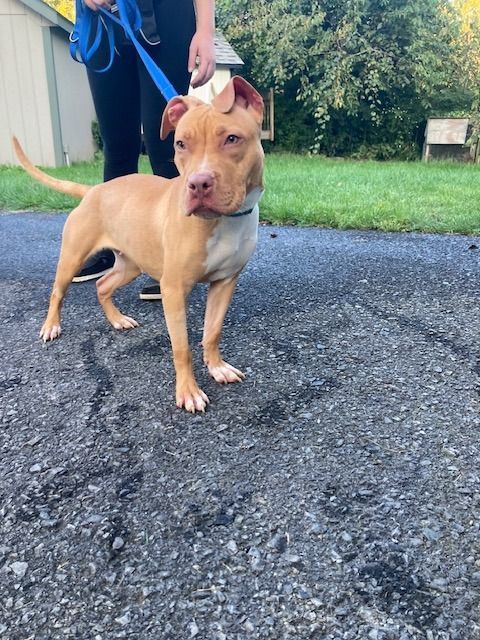 Enlarge Marely, a Adopted American Staffordshire Terrier in Fleetwood, PA image 2/3