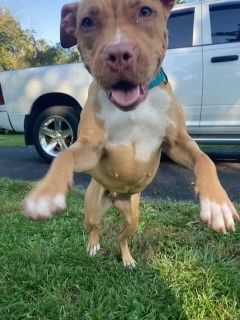 Enlarge Marely, a Adopted American Staffordshire Terrier in Fleetwood, PA image 3/3
