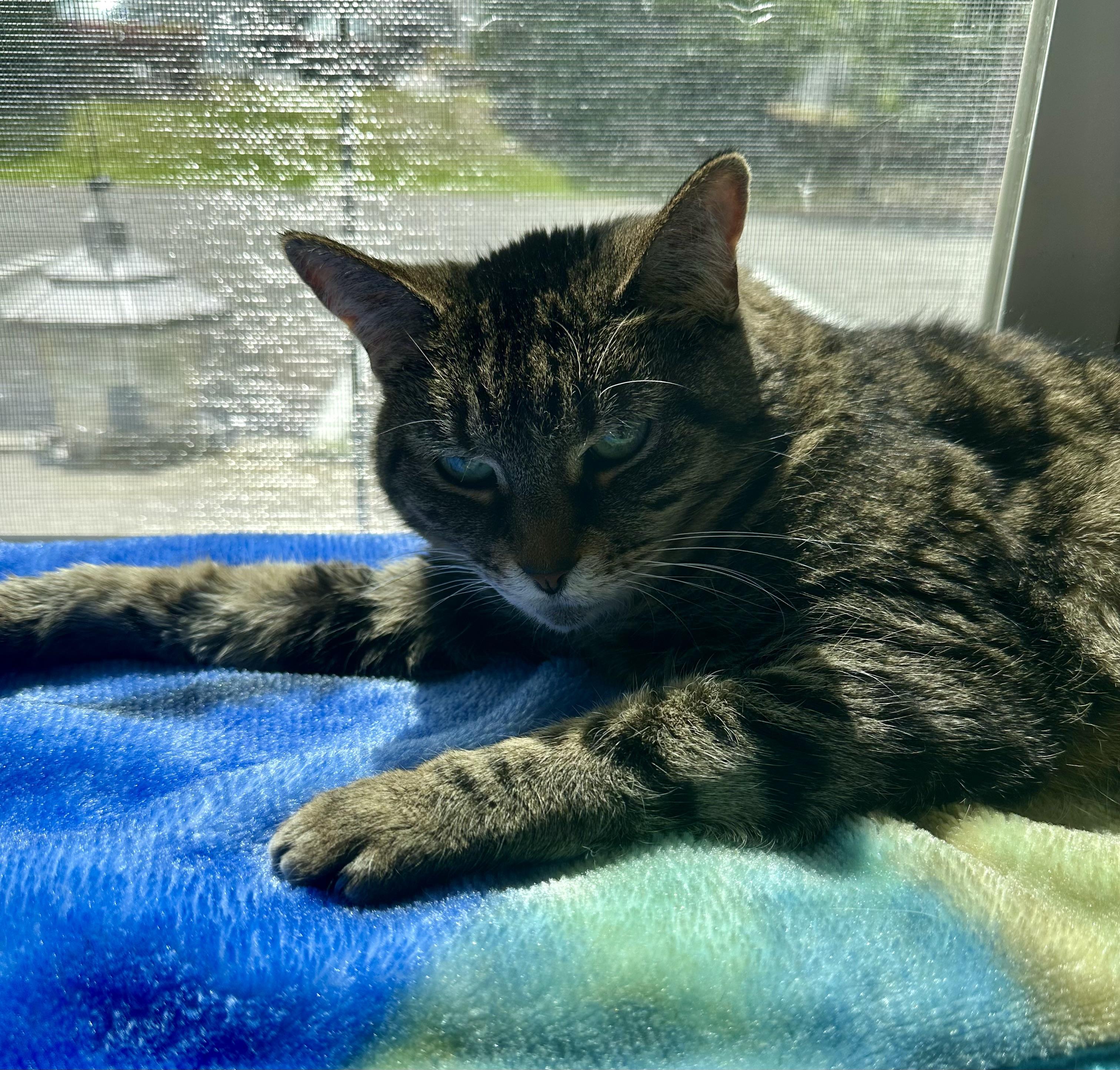 Jett, a Adoptable Tabby in Prince Frederick, MD image 5/5