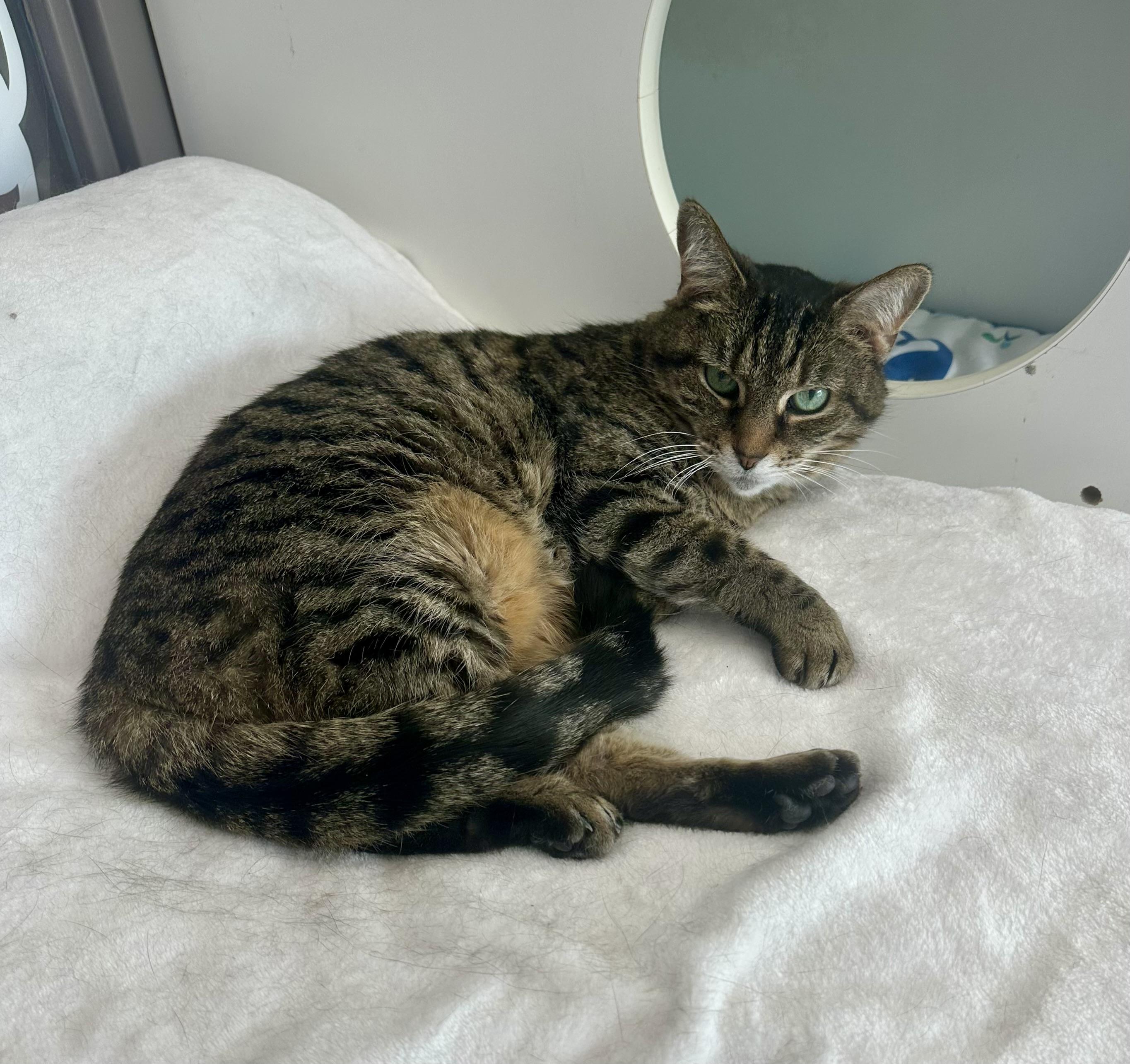 Jett, a Adoptable Tabby in Prince Frederick, MD image 4/5