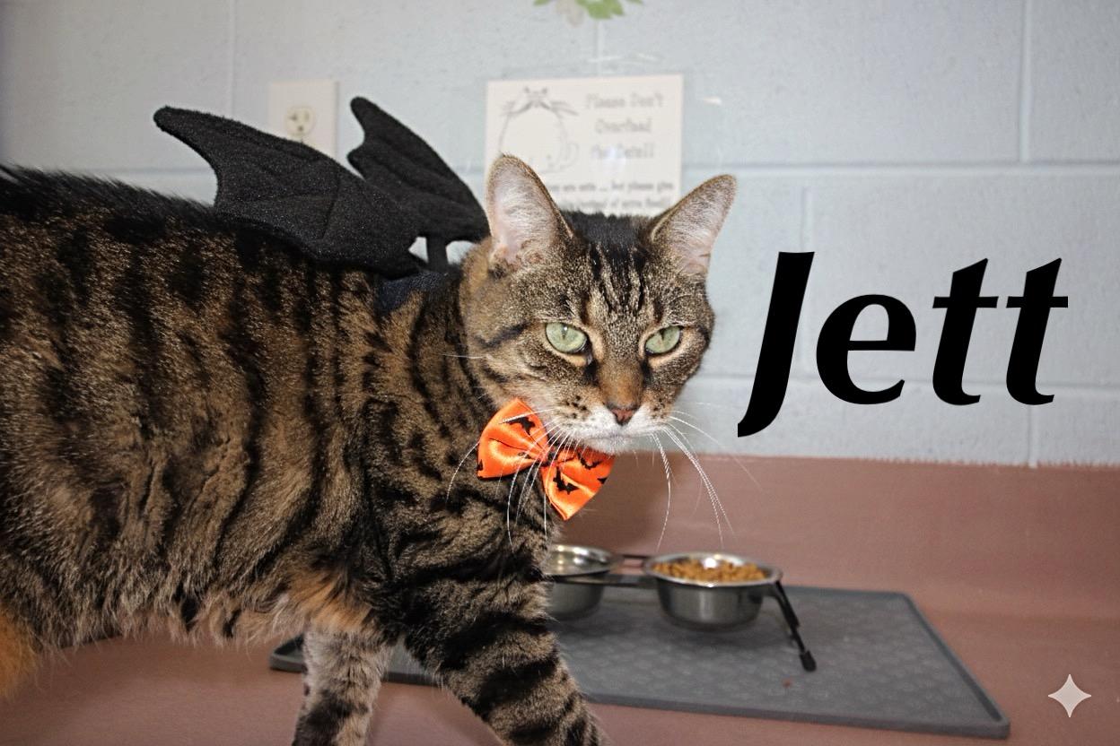 Jett, a Adoptable Tabby in Prince Frederick, MD image 1/5