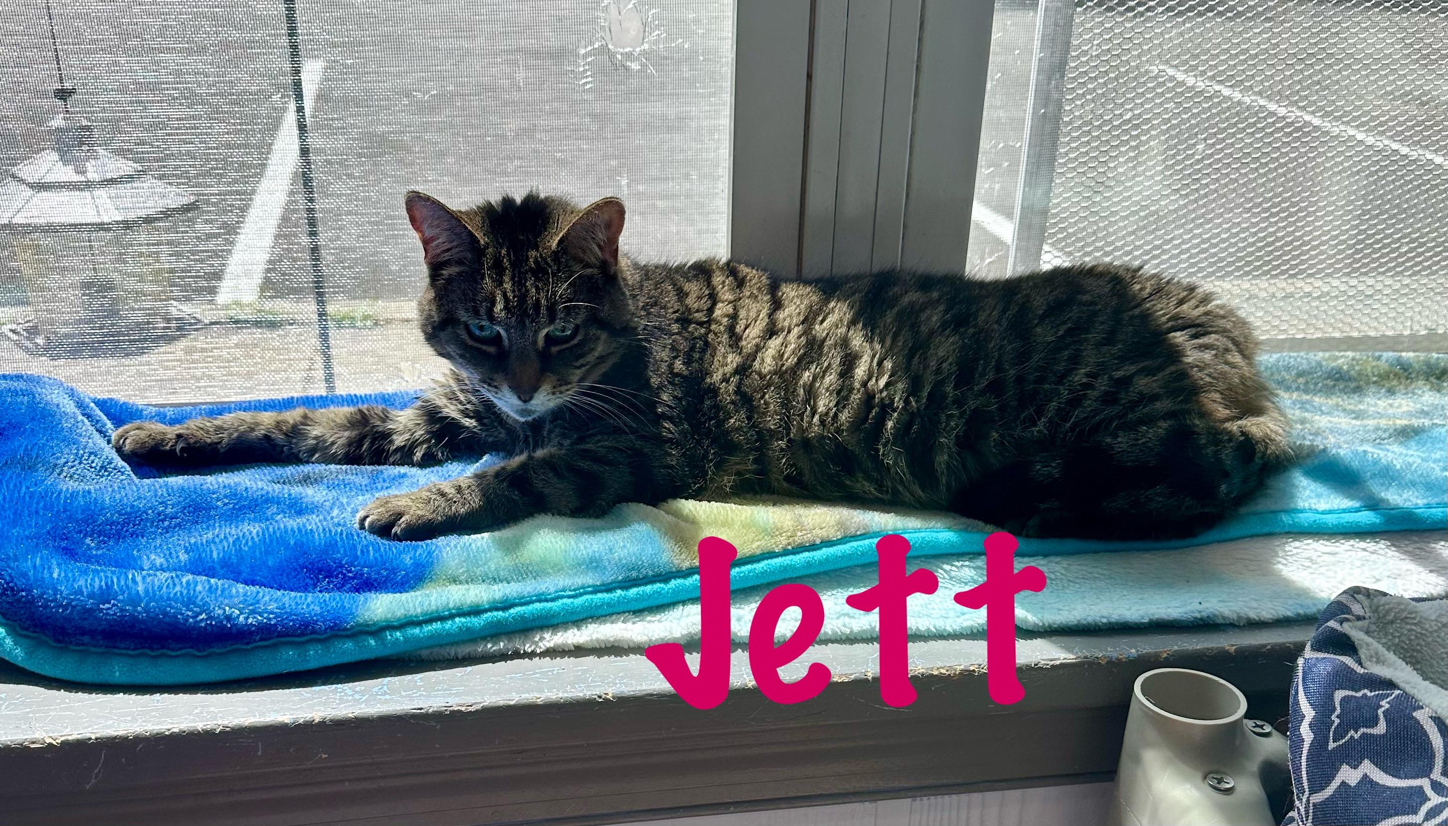Jett, a Adoptable Tabby in Prince Frederick, MD image 2/5