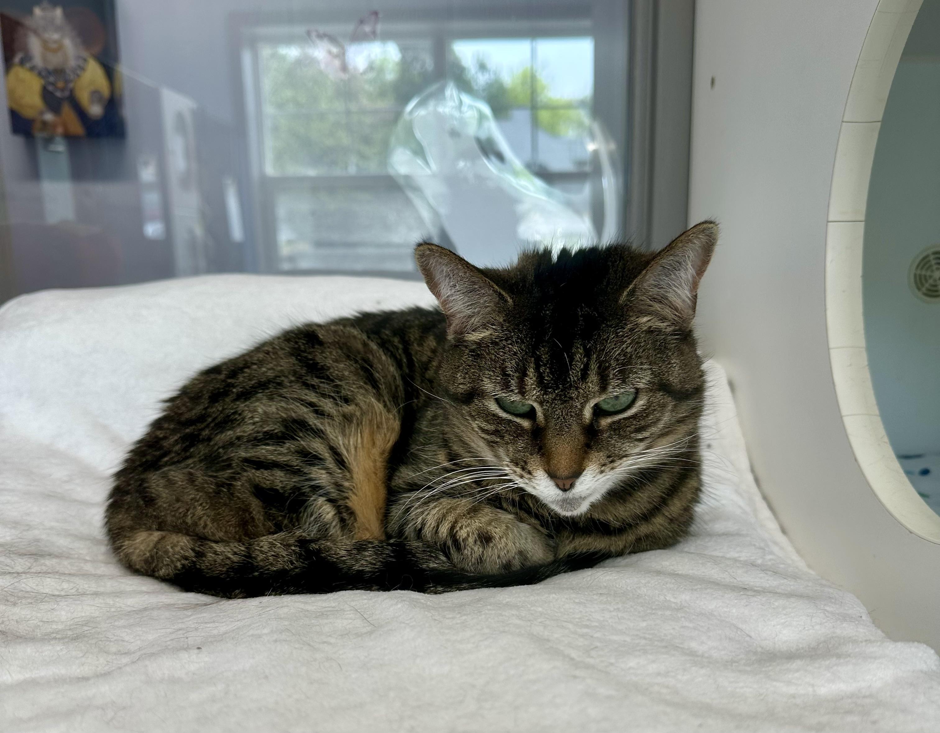 Jett, a Adoptable Tabby in Prince Frederick, MD image 3/5