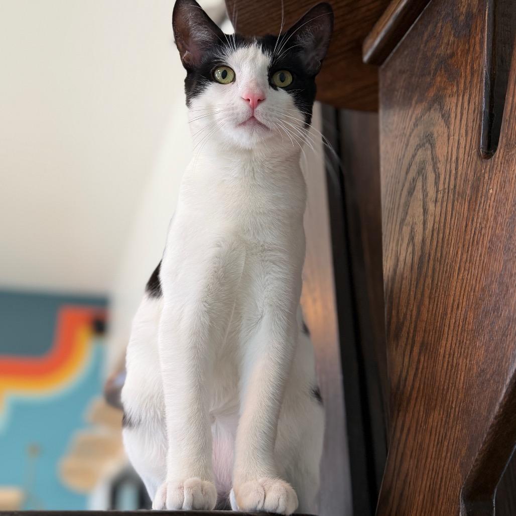 Poppy, Adoptable, Young Female Domestic Short Hair.