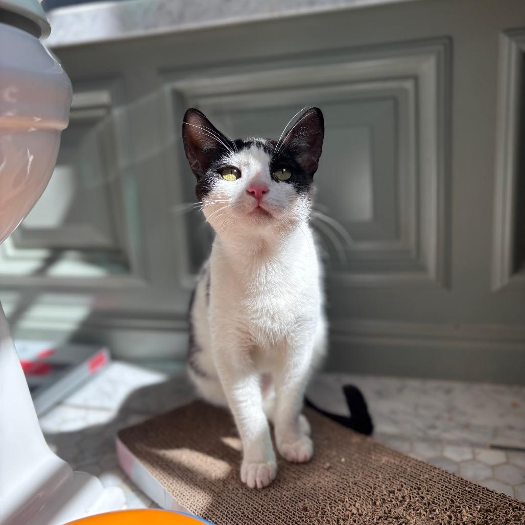 Poppy, a Adoptable Domestic Short Hair in Pacific Palisades, CA image 2/3