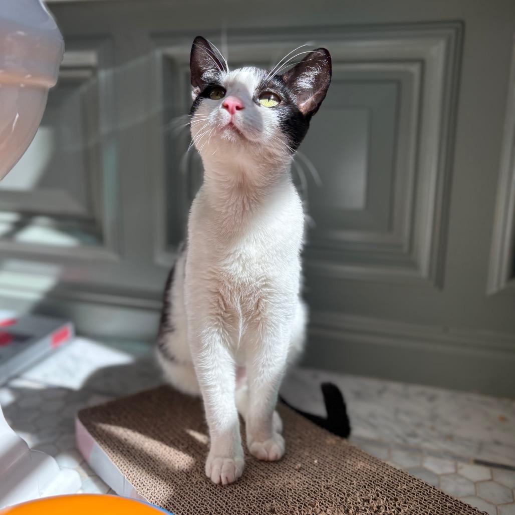 Poppy, a Adoptable Domestic Short Hair in Pacific Palisades, CA image 3/3
