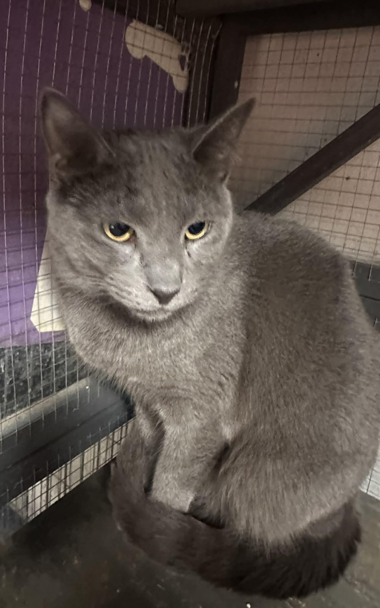 Enlarge Mae, a Adoptable Domestic Short Hair in St. Ann, MO image 1/1