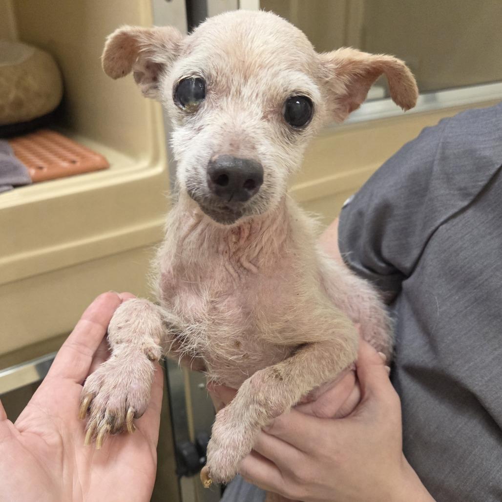 Ginger (Kipley), Adoptable, Senior Female Mixed Breed.