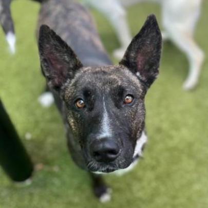 Miss Molley, Adoptable, Adult Female Dutch Shepherd.