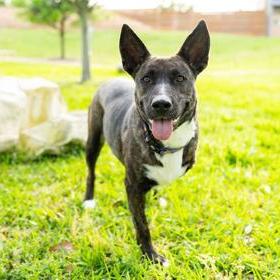 Enlarge Miss Molley, a Adoptable Dutch Shepherd in West Des Moines, IA image 2/3