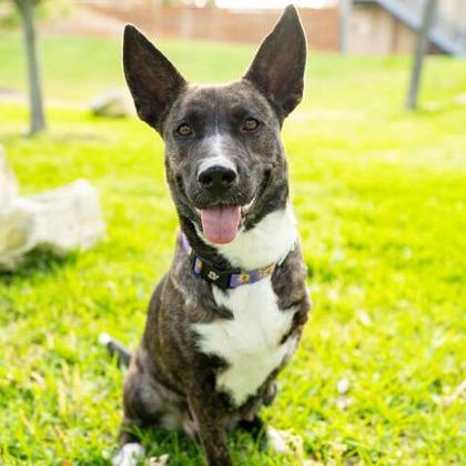 Enlarge Miss Molley, a Adoptable Dutch Shepherd in West Des Moines, IA image 3/3