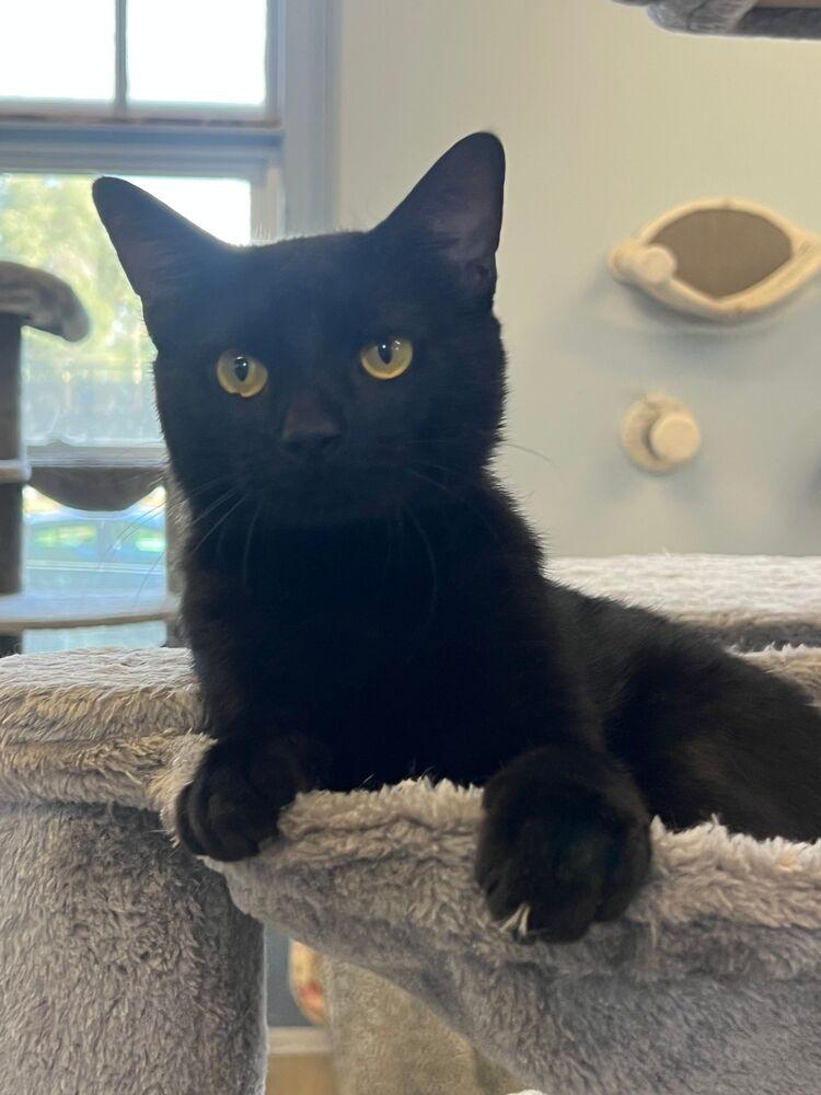 Duane, a Adoptable Domestic Short Hair in McPherson, KS image 1/2