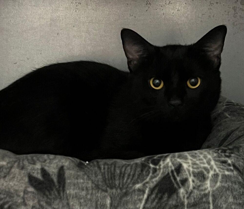 Duane, a Adoptable Domestic Short Hair in McPherson, KS image 2/2