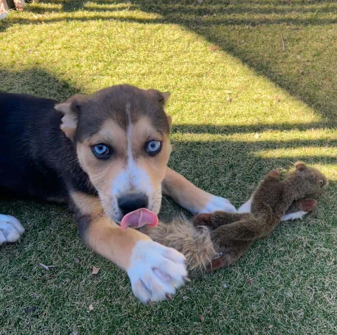 Enlarge Hopi, a ADOPTABLE mixed breed in Apache Junction, AZ image 3/3