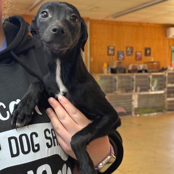 Jasmine, Adoptable, Puppy Female Italian Greyhound & Mixed Breed.