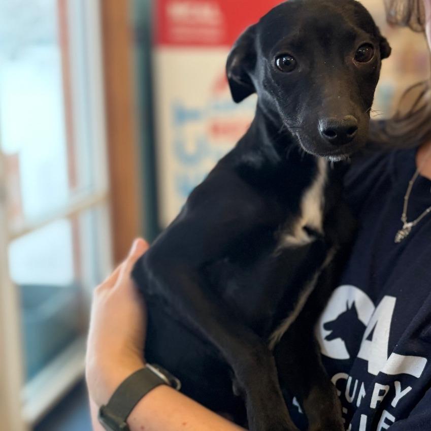 Enlarge Jasmine, a Adoptable mixed breed in Morrisville, VT image 2/5