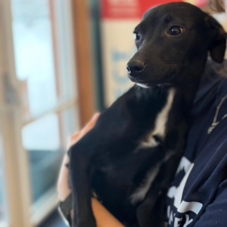 Enlarge Jasmine, a Adoptable mixed breed in Morrisville, VT image 5/5