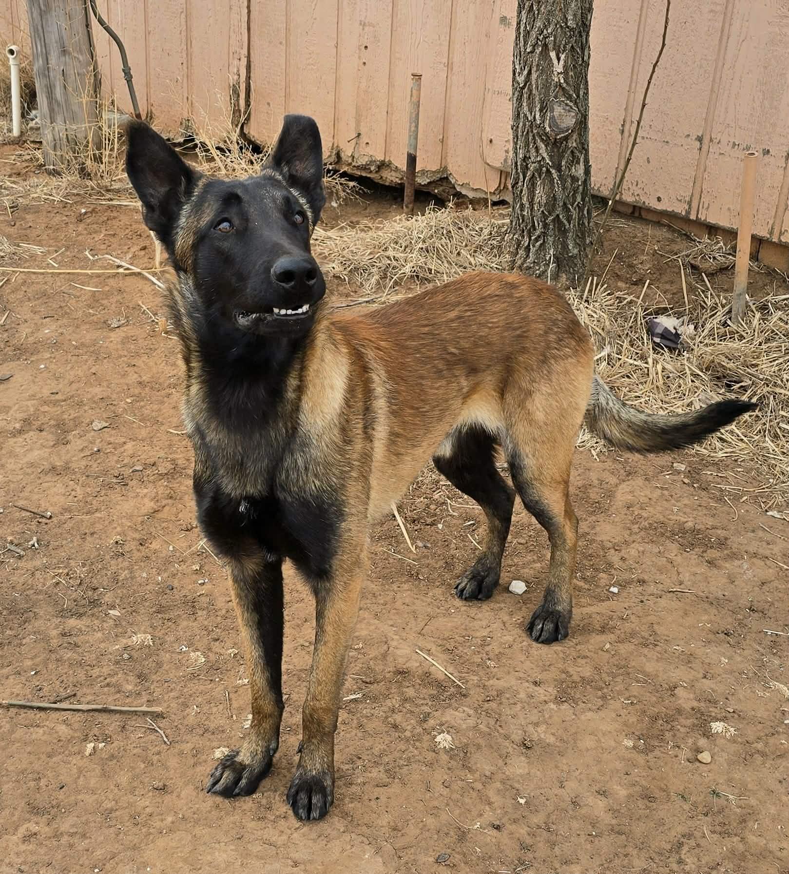 Enlarge Klaus, a Adoptable Belgian Shepherd / Malinois in Lubbock, TX image 3/6