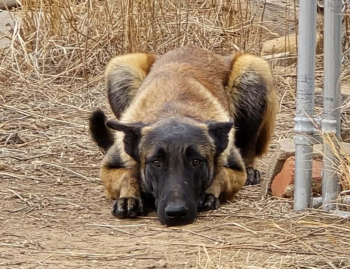 Enlarge Klaus, a Adoptable Belgian Shepherd / Malinois in Lubbock, TX image 4/6