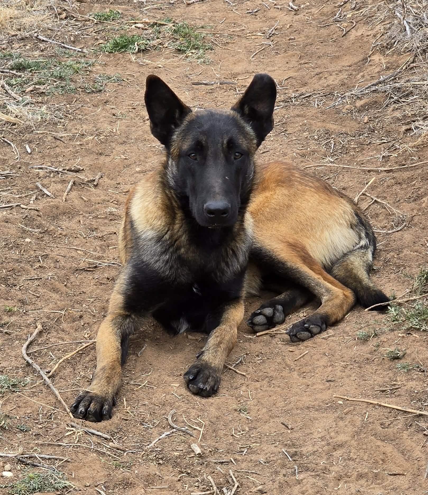 Klaus, Adoptable, Young Male Belgian Shepherd / Malinois.