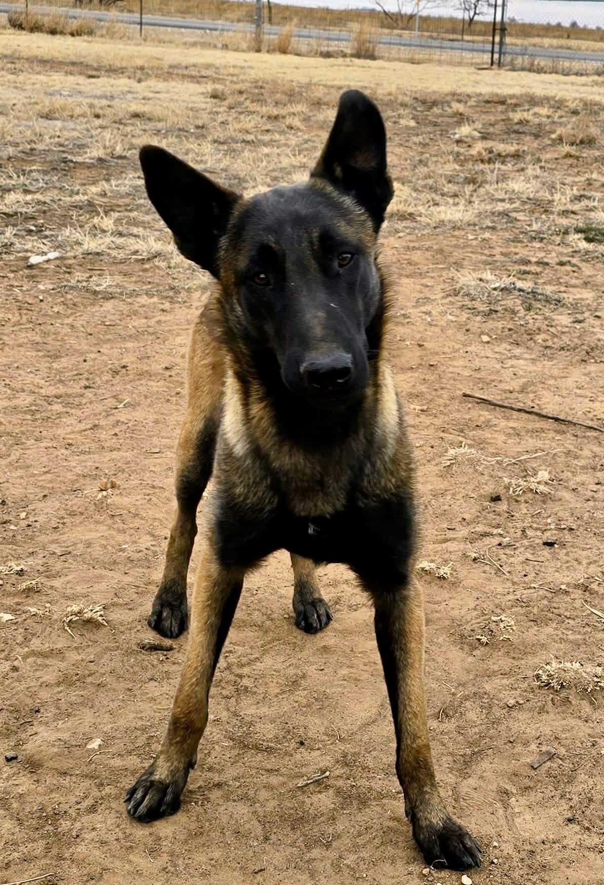 Enlarge Klaus, a Adoptable Belgian Shepherd / Malinois in Lubbock, TX image 2/6
