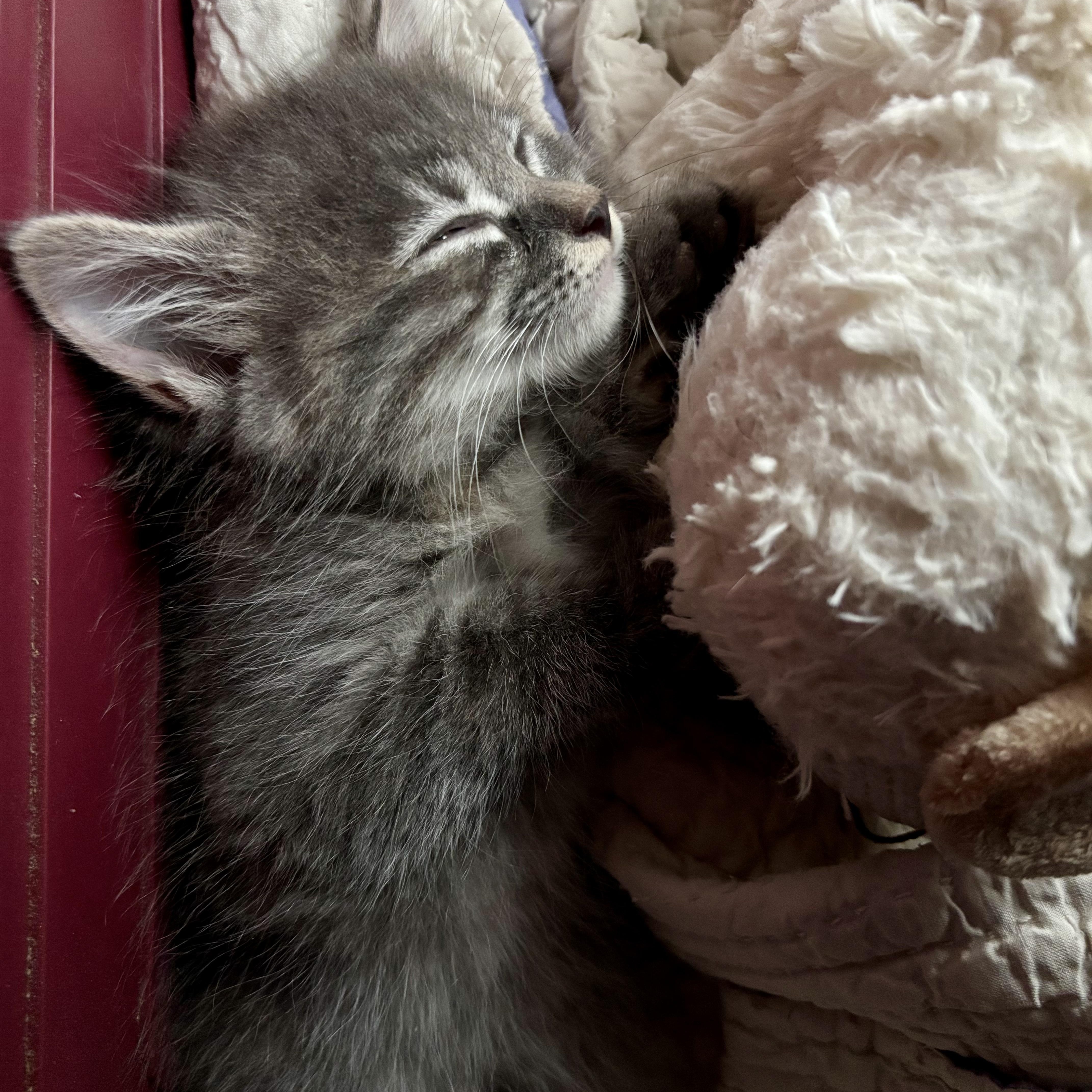 Squish, a ADOPTABLE Domestic Medium Hair in High View, WV image 5/6