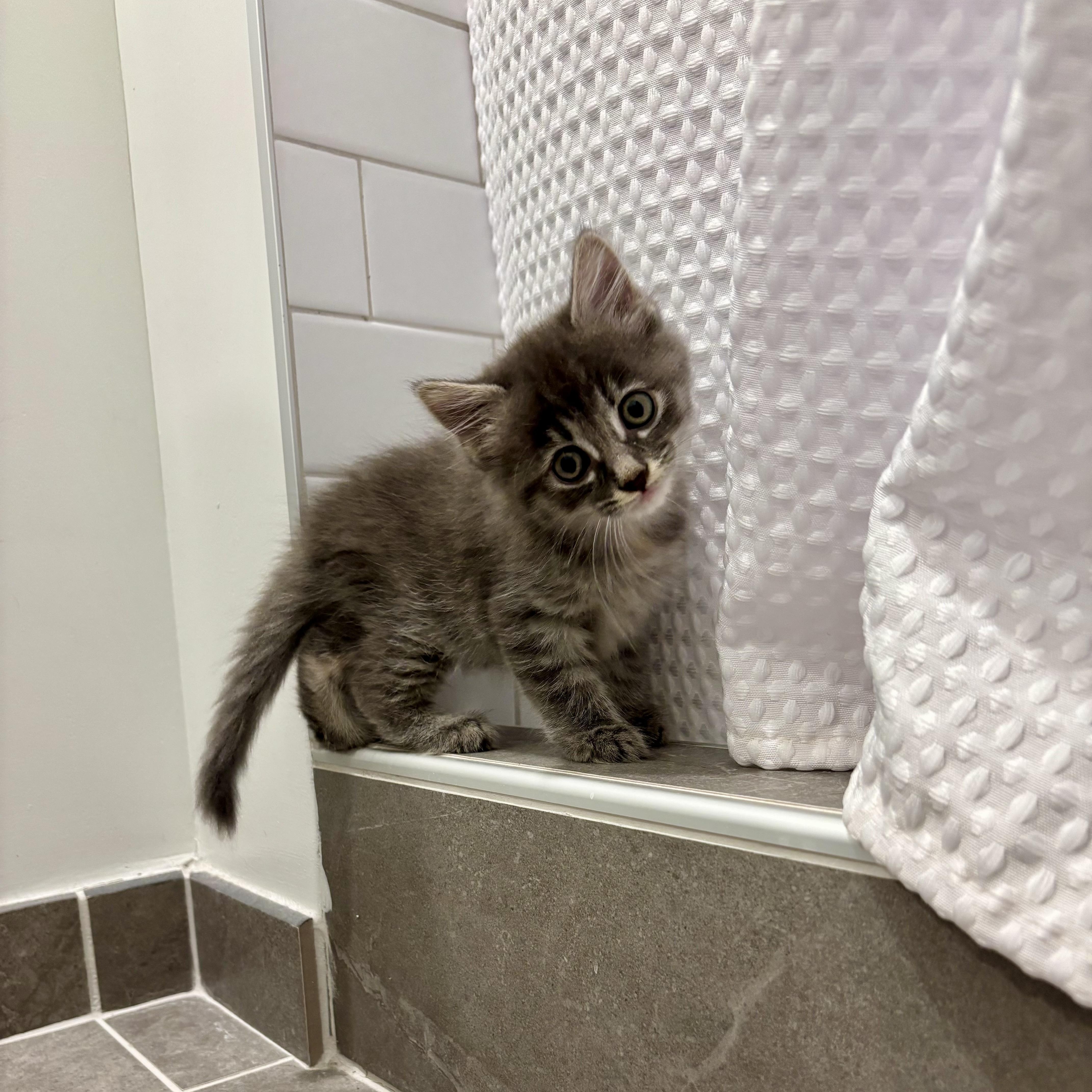 Squish, a ADOPTABLE Domestic Medium Hair in High View, WV image 4/6