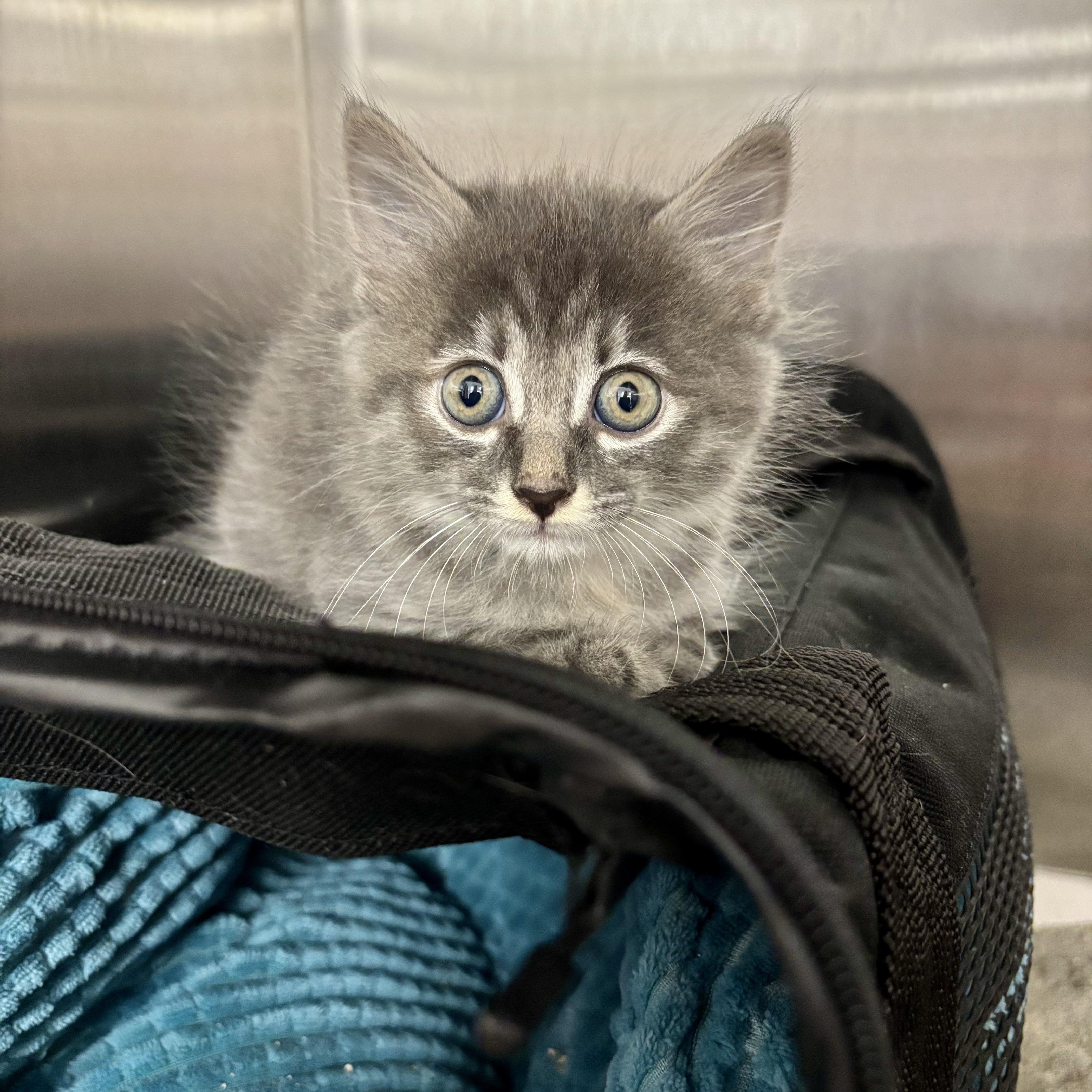 Squish, a ADOPTABLE Domestic Medium Hair in High View, WV image 6/6