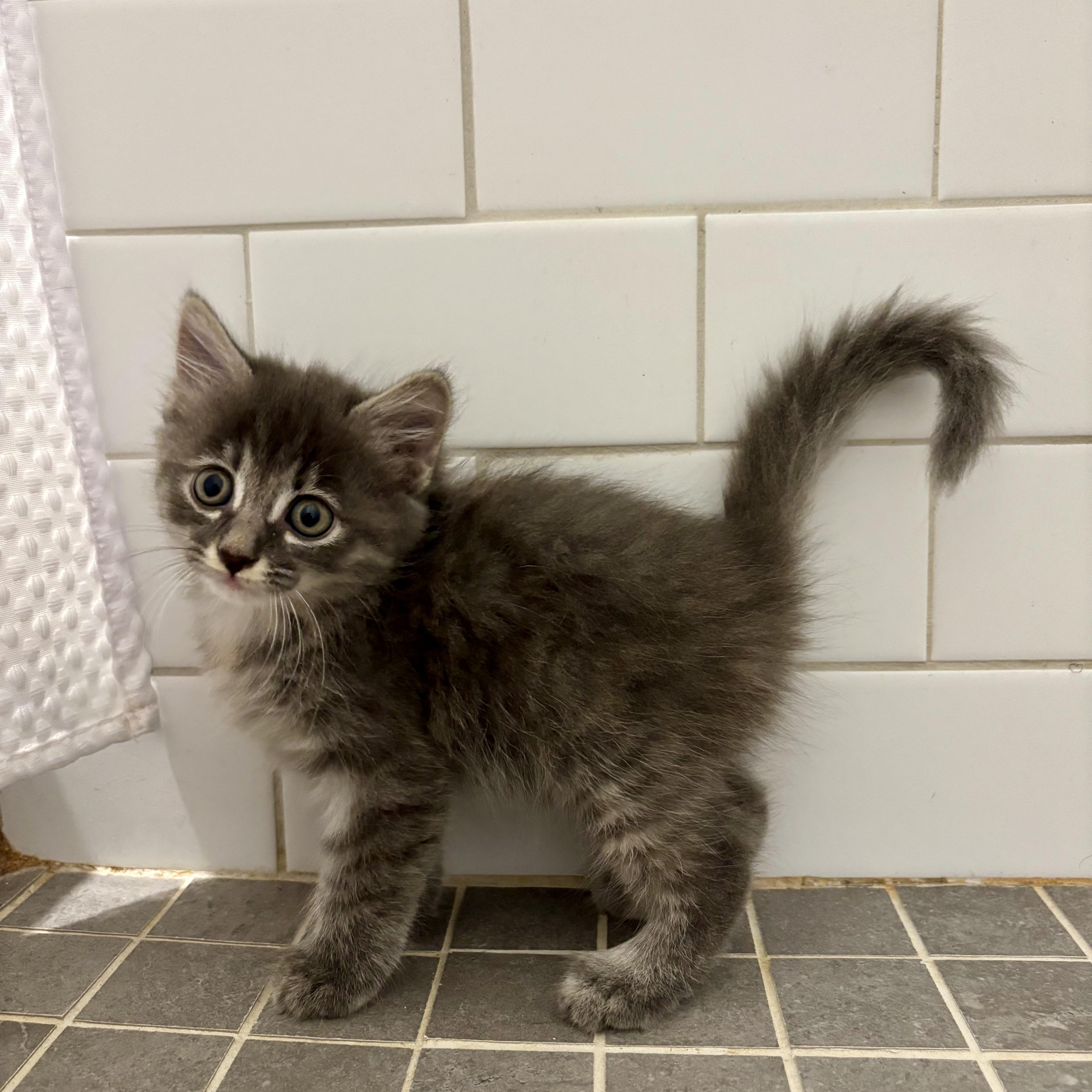 Squish, a ADOPTABLE Domestic Medium Hair in High View, WV image 3/6