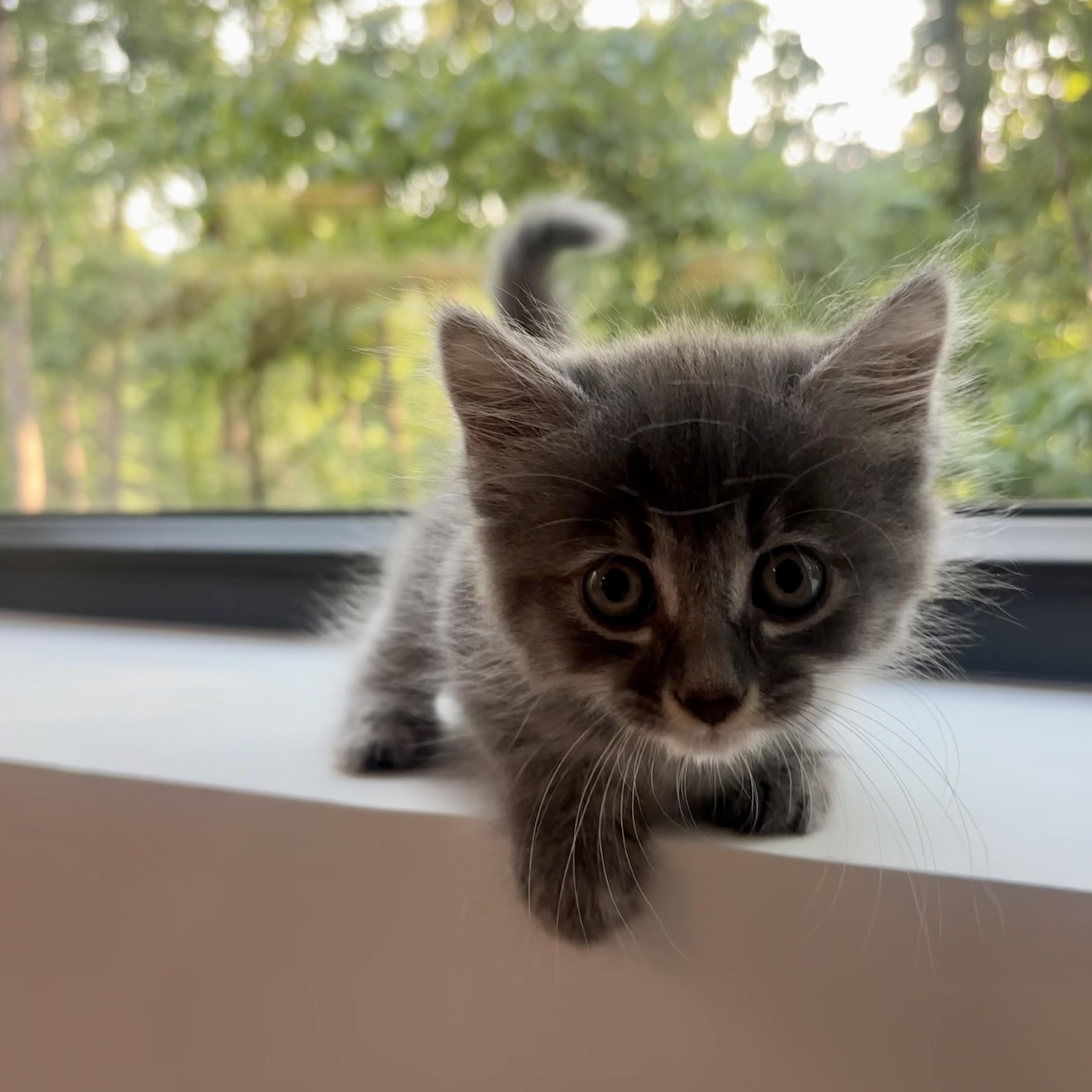 Squish, a ADOPTABLE Domestic Medium Hair in High View, WV image 2/6