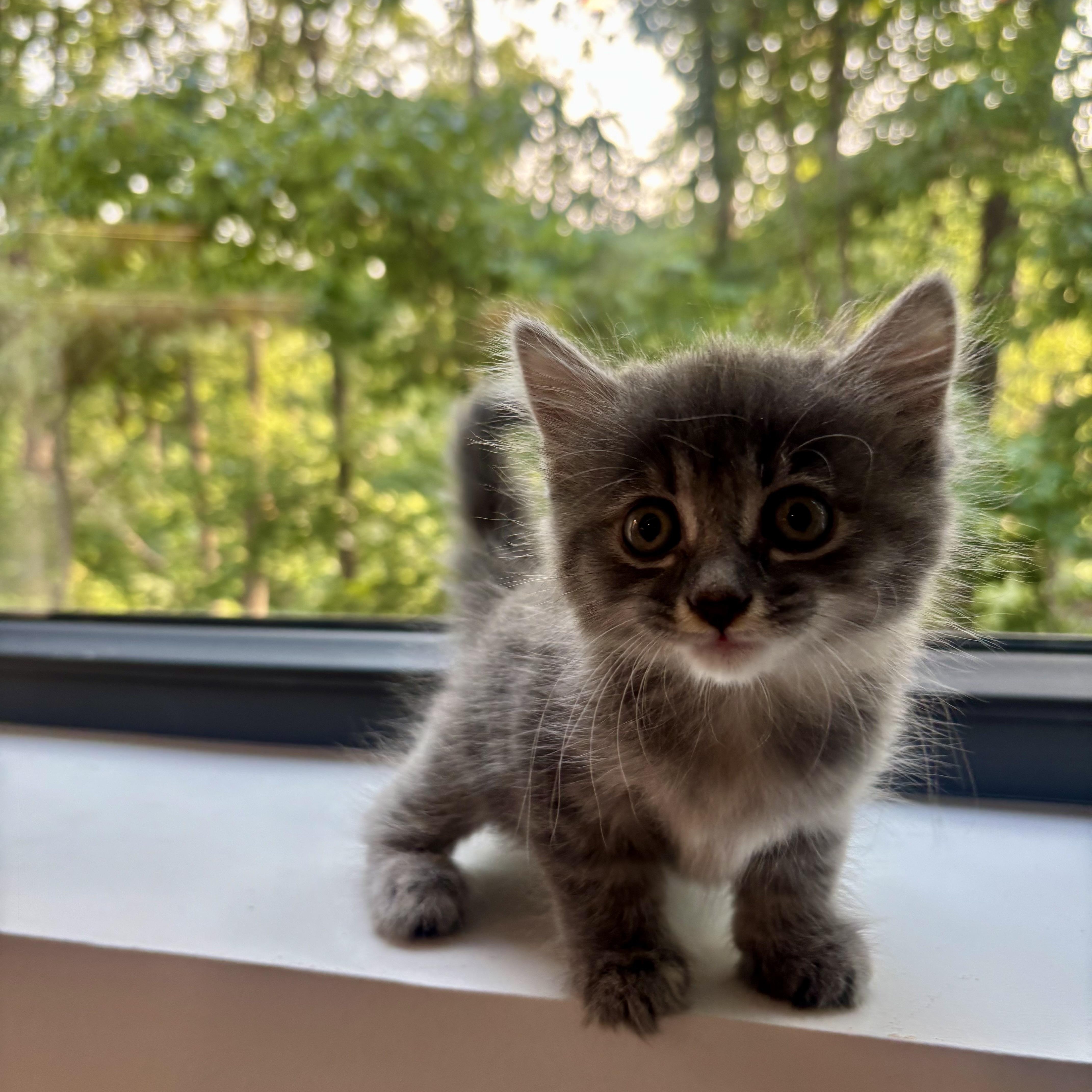 Squish, ADOPTABLE, Kitten Female Domestic Medium Hair.