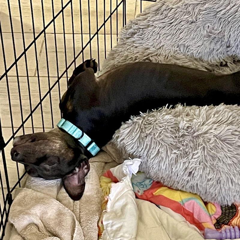 Lucy, Adoptable, Young Female Mixed Breed.