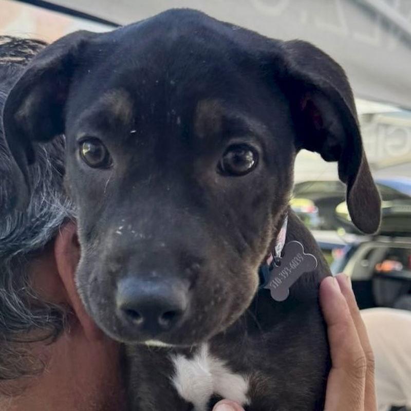 Lucy, a Adoptable Mixed Breed in San Juan Capistrano, CA image 2/3