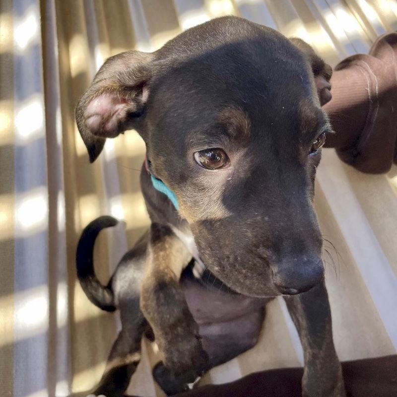 Lucy, a Adoptable Mixed Breed in San Juan Capistrano, CA image 3/3