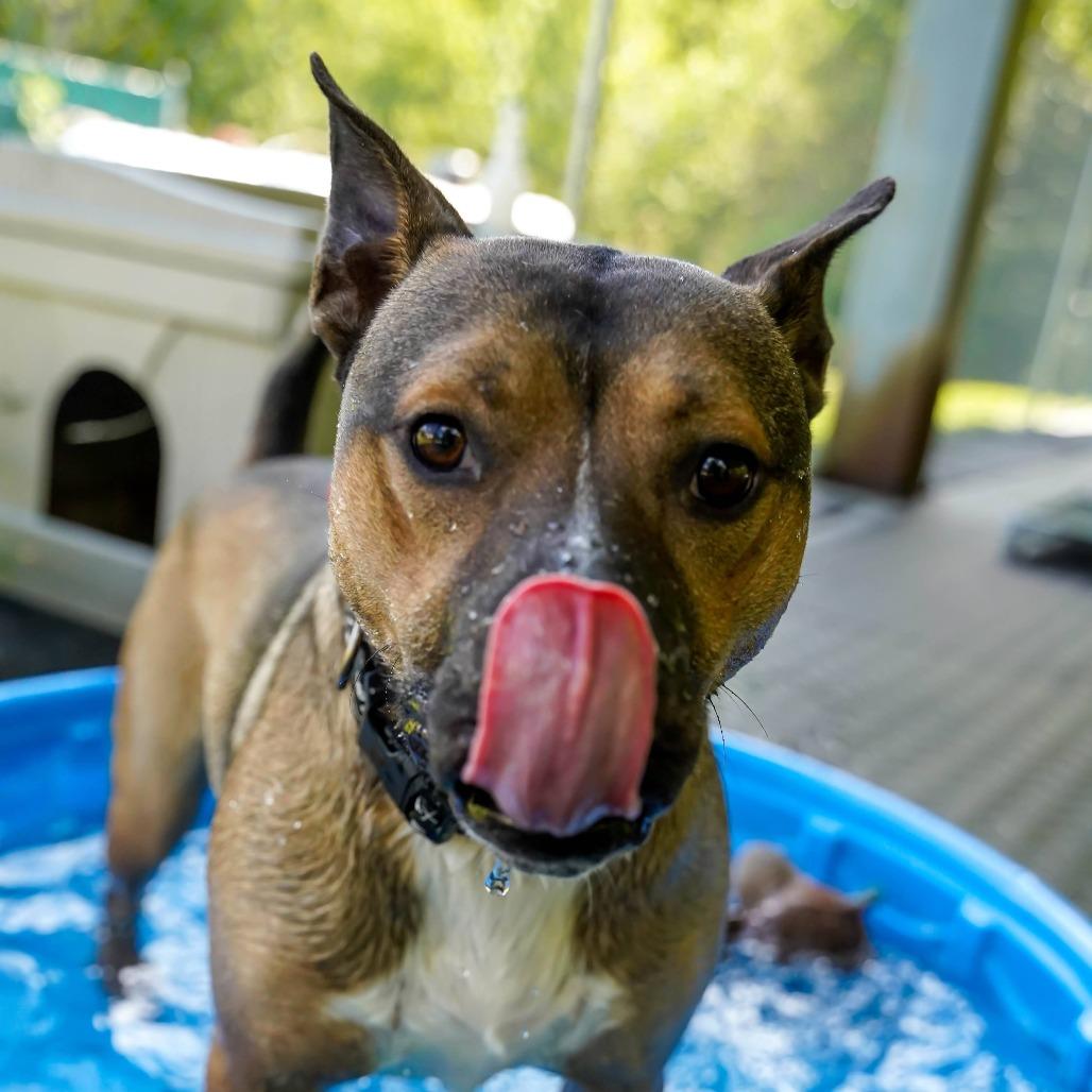 Dingo, Adoptable, Adult Male Pit Bull Terrier & Mixed Breed.