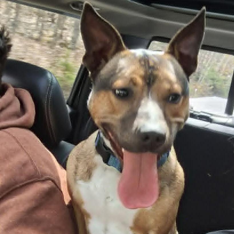 Dingo, Adoptable, Young Male Pit Bull Terrier.