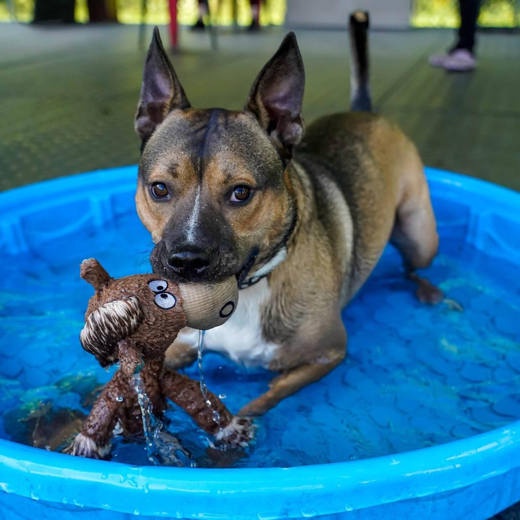 Enlarge Dingo, a Adoptable mixed breed in Thomaston, ME image 2/6