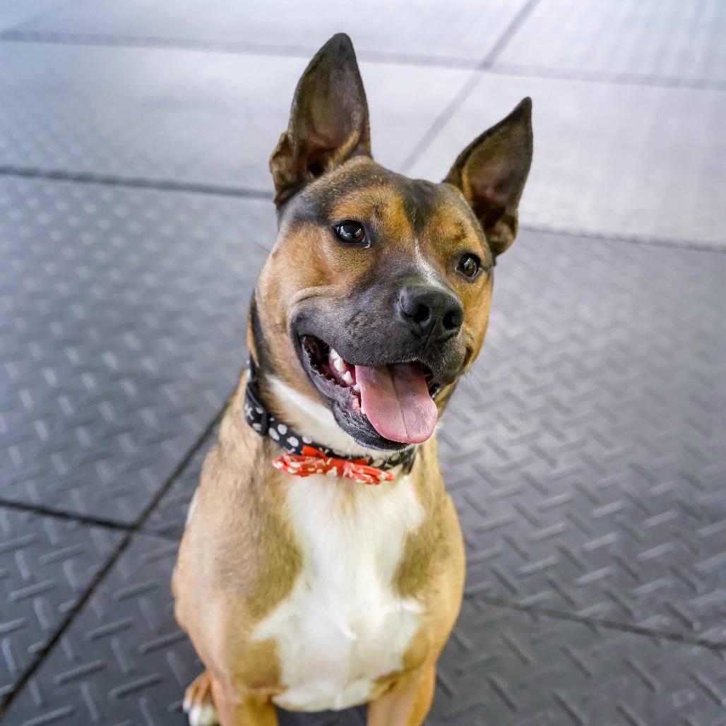 Enlarge Dingo, a Adoptable mixed breed in Thomaston, ME image 3/6