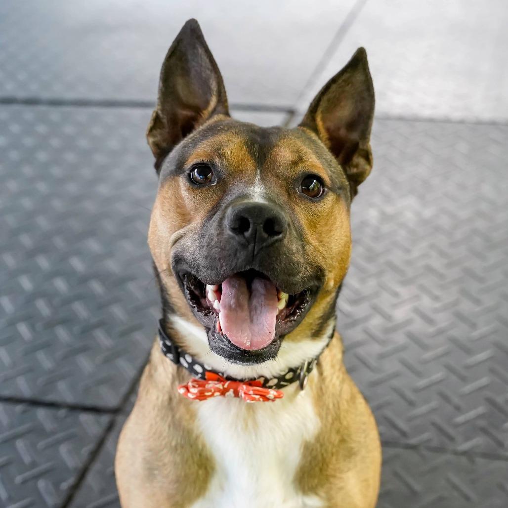 Enlarge Dingo, a Adoptable mixed breed in Thomaston, ME image 5/6