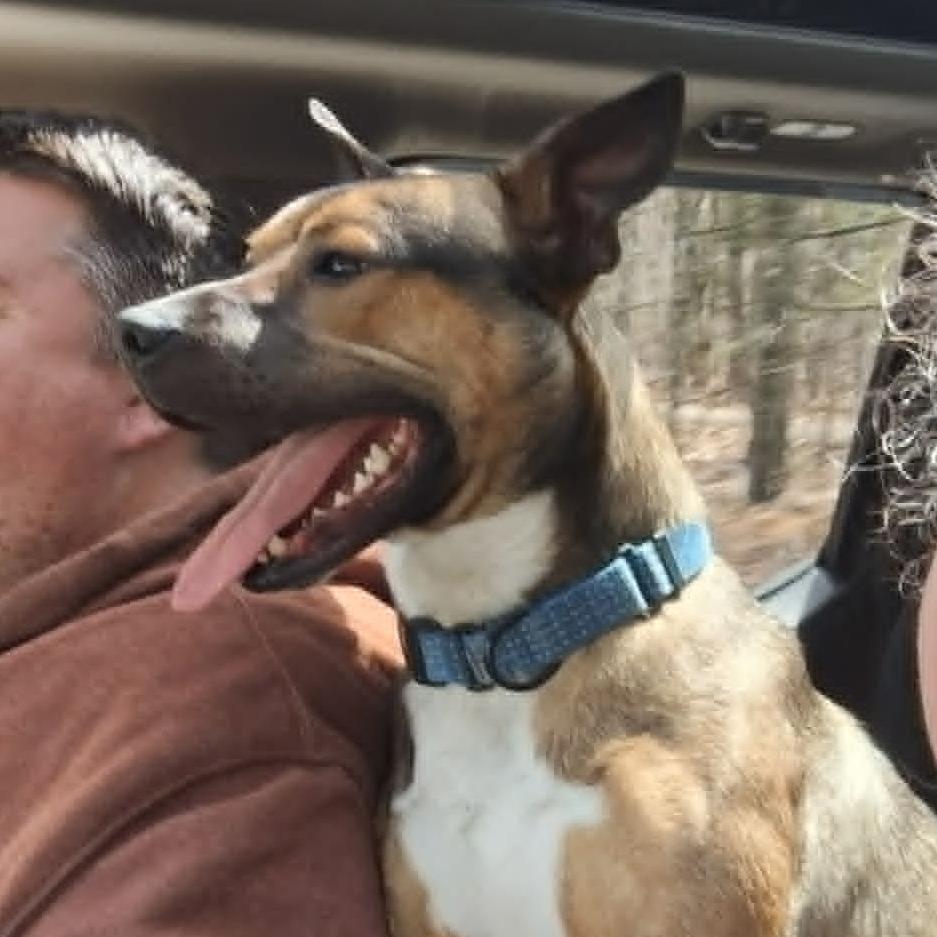 Enlarge Dingo, a Adoptable Pit Bull Terrier in Thomaston, ME image 2/2