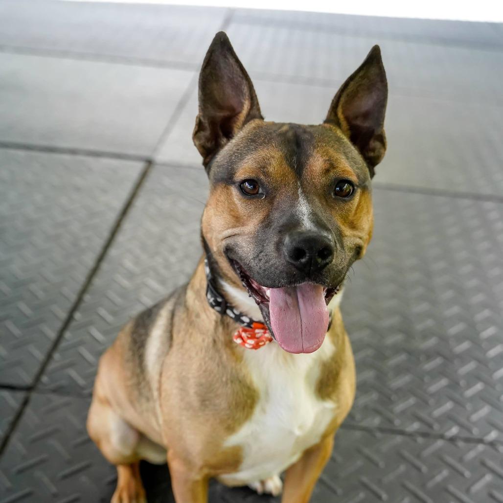 Enlarge Dingo, a Adoptable mixed breed in Thomaston, ME image 6/6
