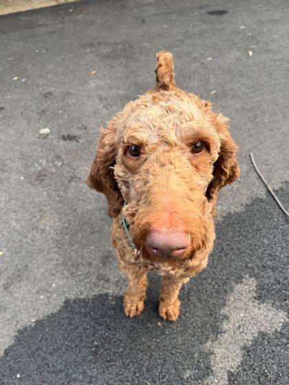 Enlarge Buzz, a Adoptable mixed breed in Chicago, IL image 1/2