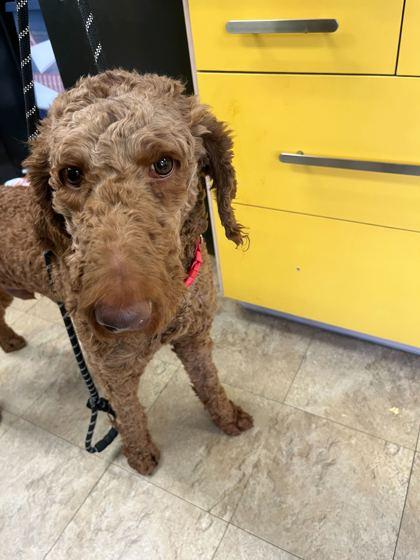 Enlarge Buzz, a Adoptable mixed breed in Chicago, IL image 2/2