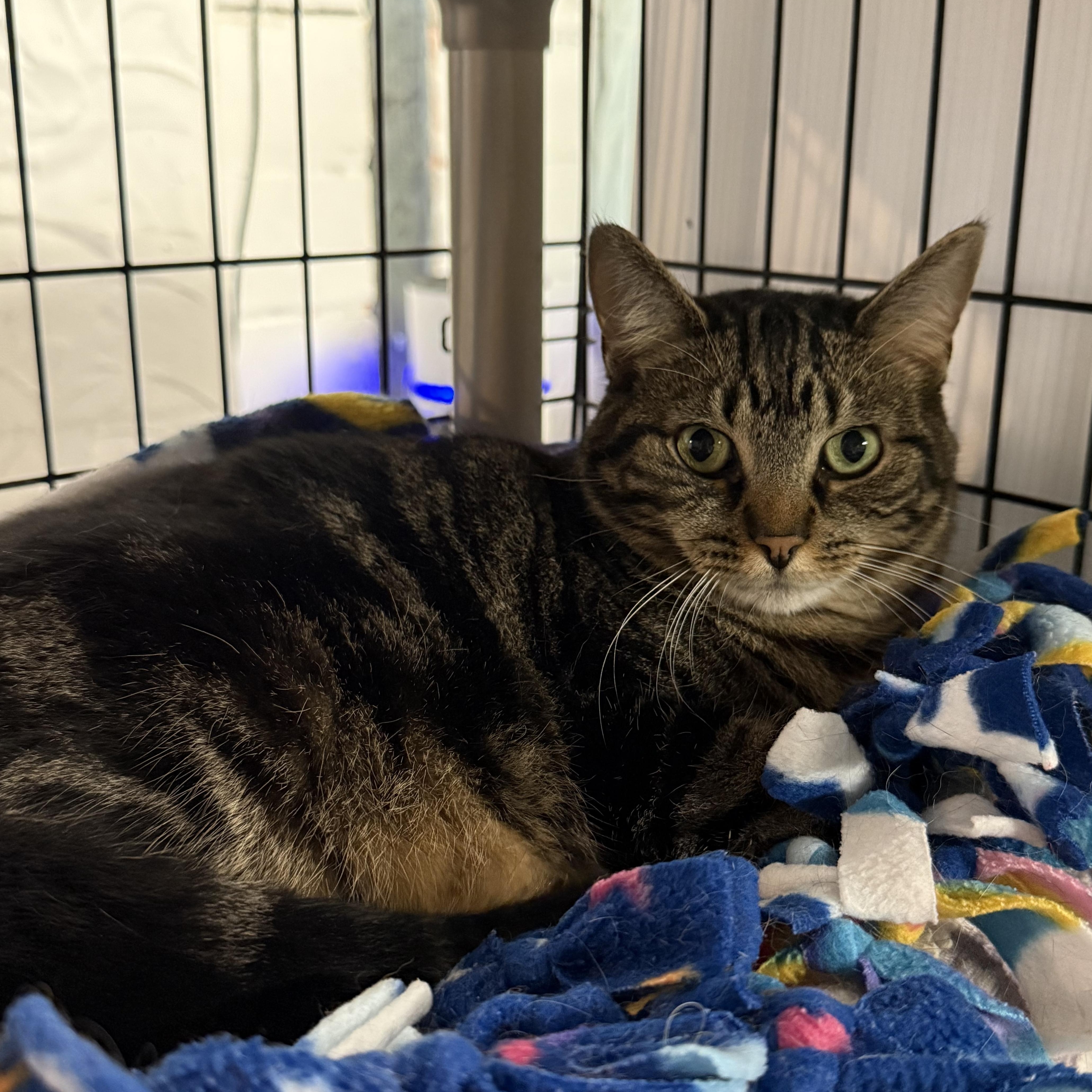 Enlarge Helen, a Adoptable Domestic Short Hair in East Amherst, NY image 2/4