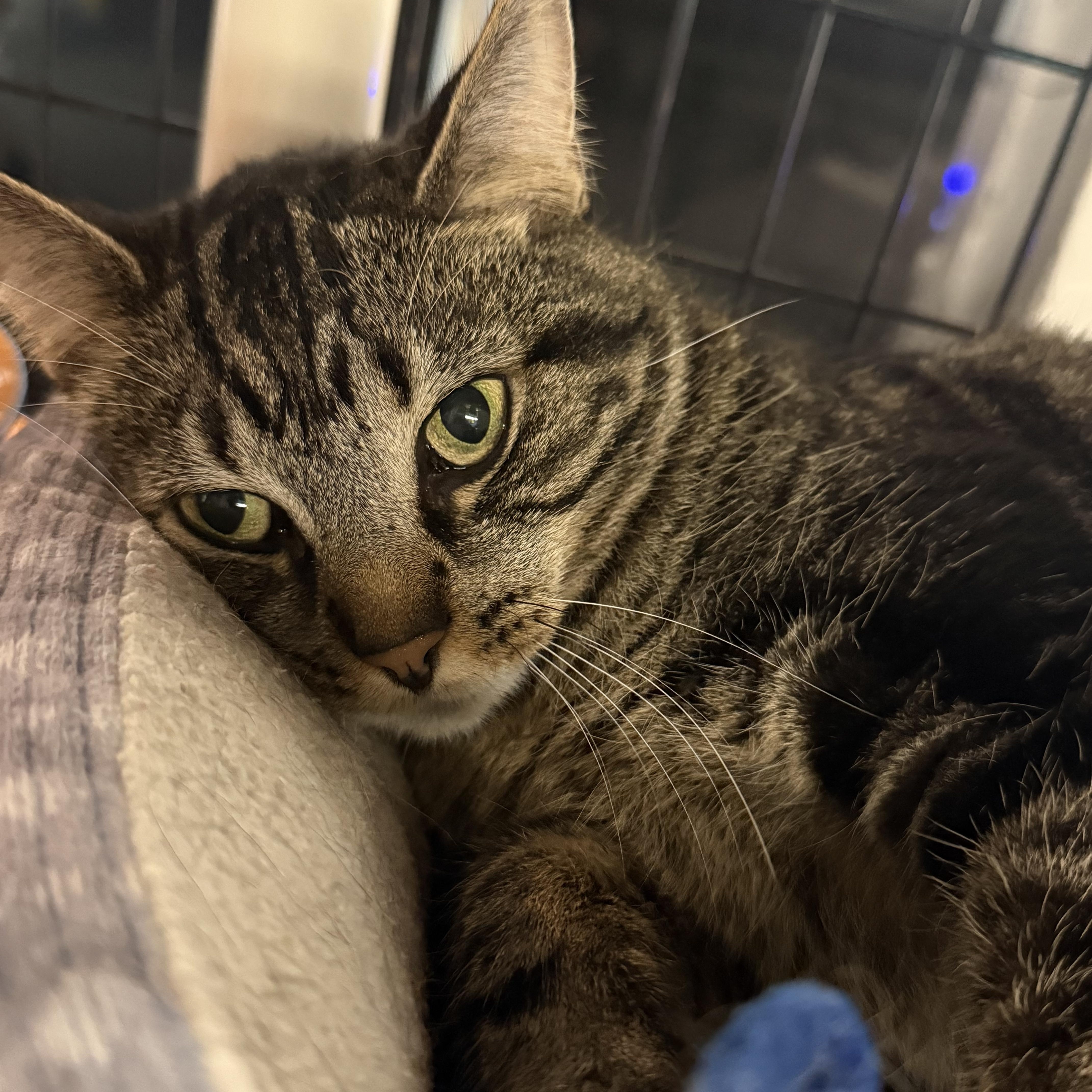 Enlarge Helen, a Adoptable Domestic Short Hair in East Amherst, NY image 3/4