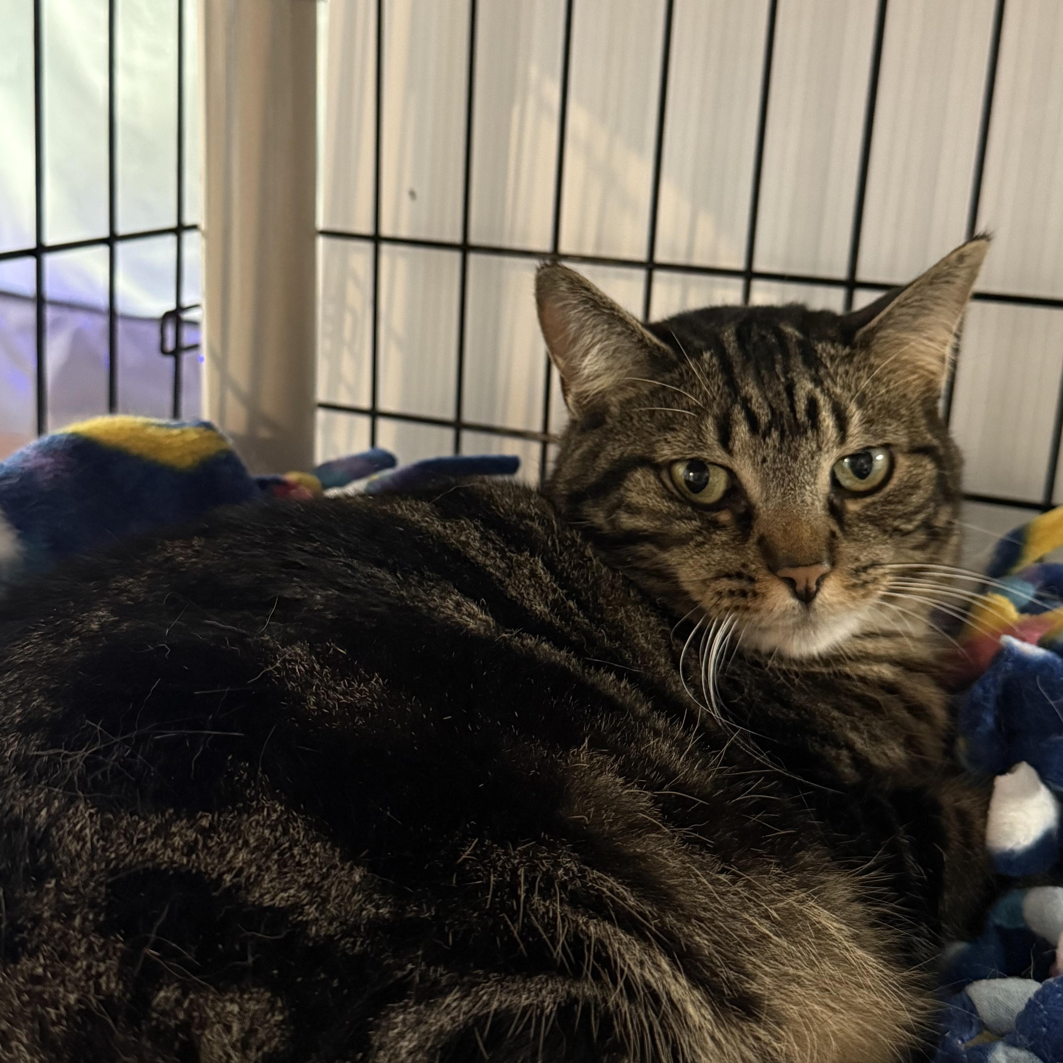 Enlarge Helen, a Adoptable Domestic Short Hair in East Amherst, NY image 4/4
