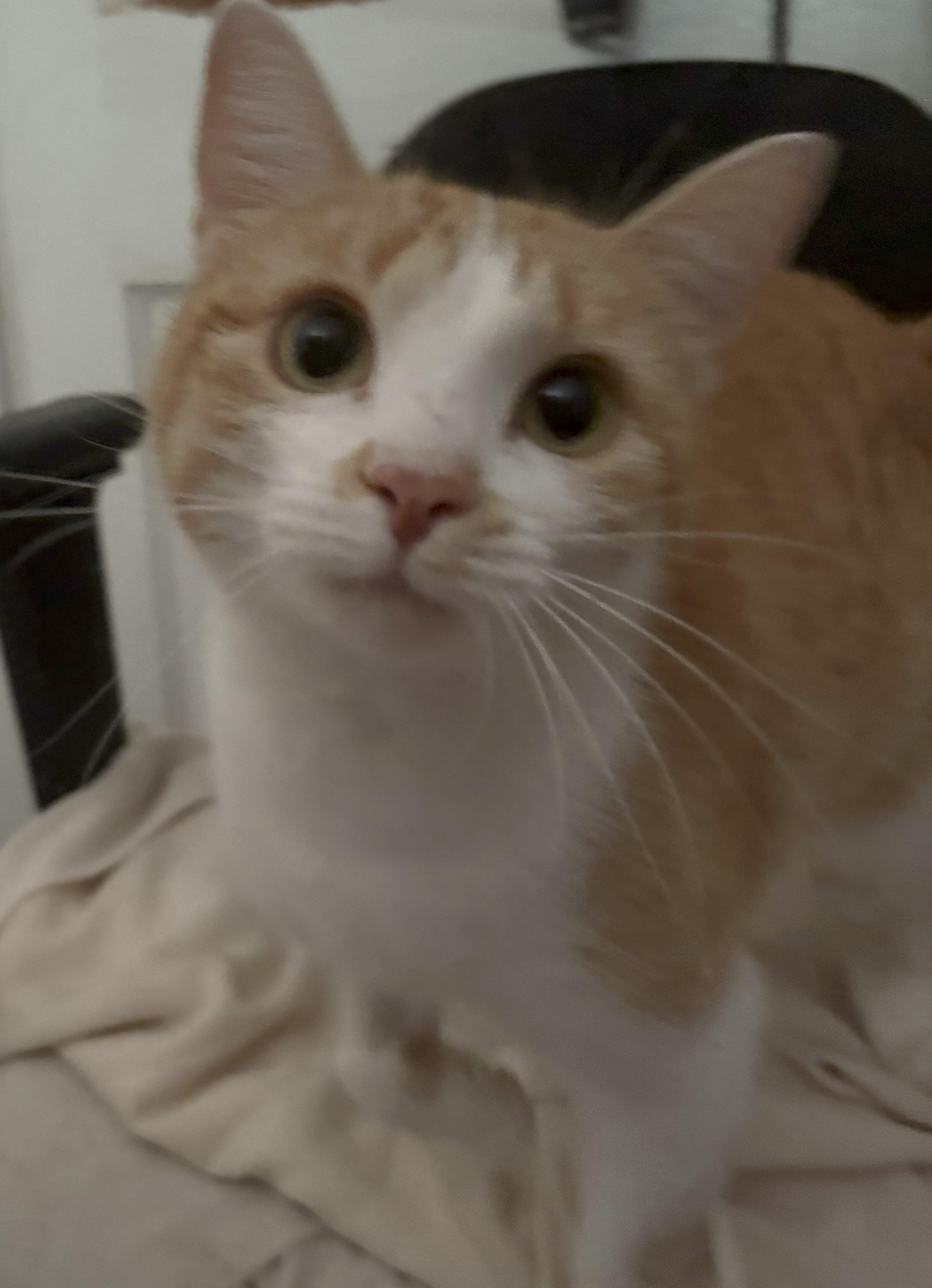 Enlarge Skittles, a Adopted Domestic Short Hair in Peekskill, NY image 1/1