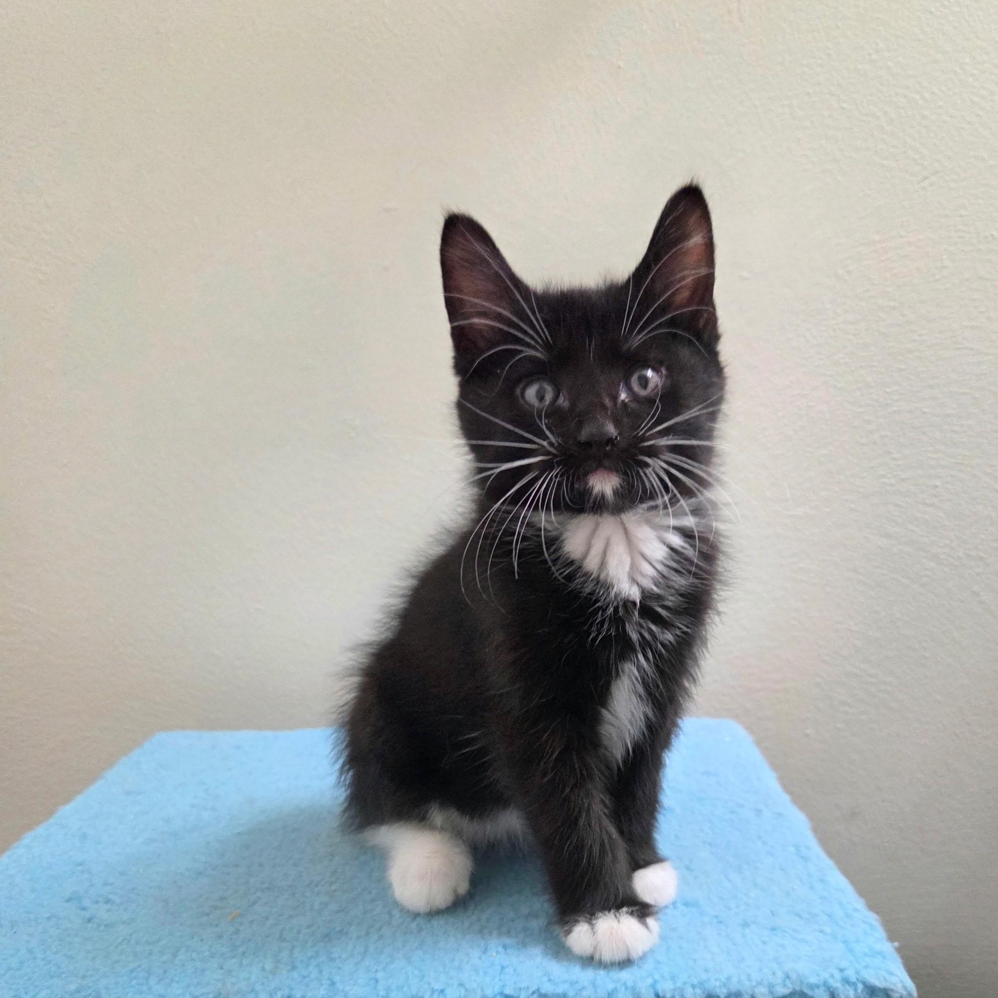 River, Adoptable, Kitten Male Tuxedo & Domestic Short Hair.