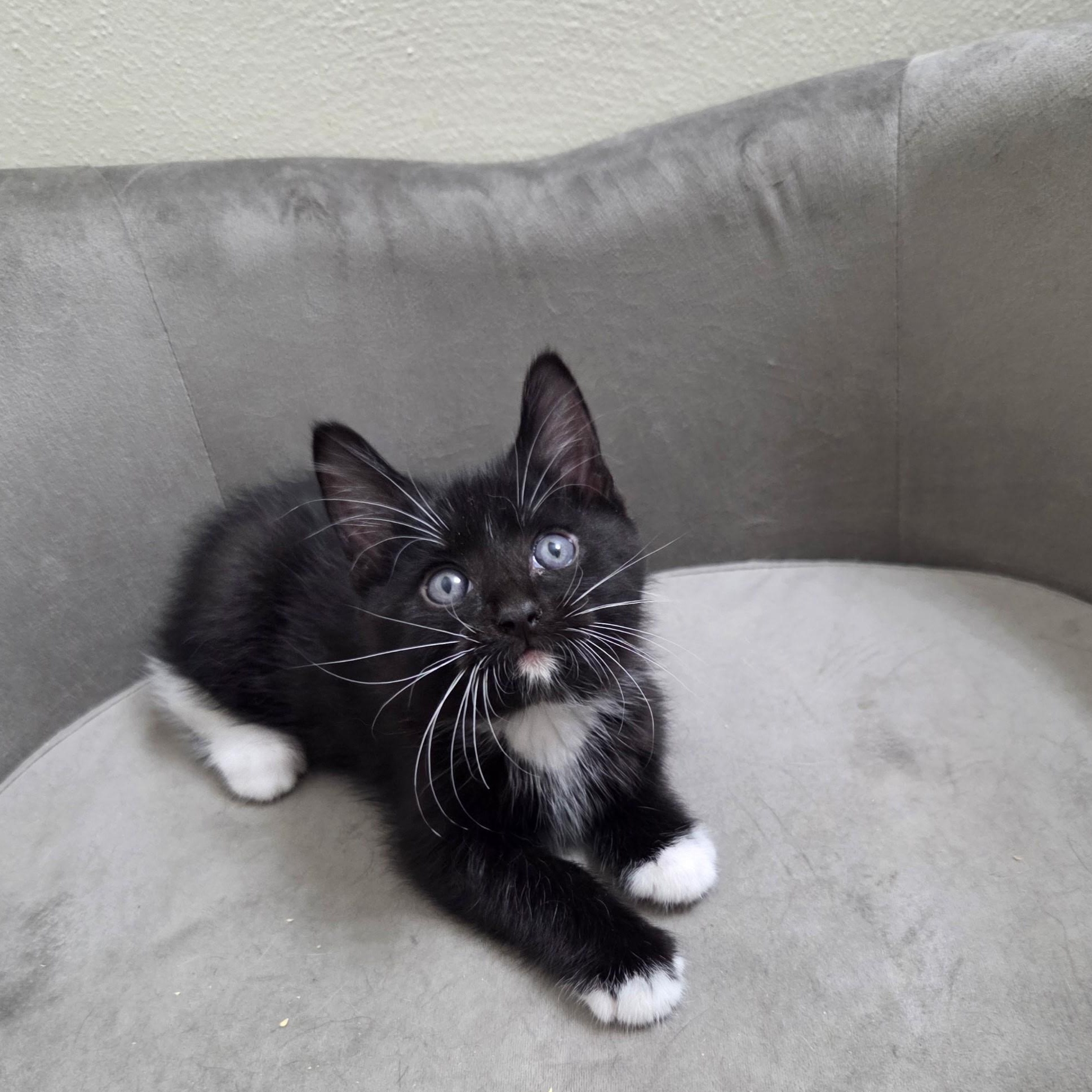 River, a Adoptable mixed breed in High Ridge, MO image 2/2