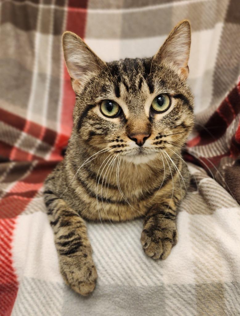 Javier, Adoptable, Adult Male Domestic Short Hair.